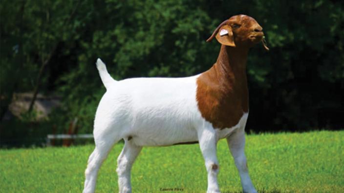 Mid America Spectacular Boer Goat Sale Visit Stillwater