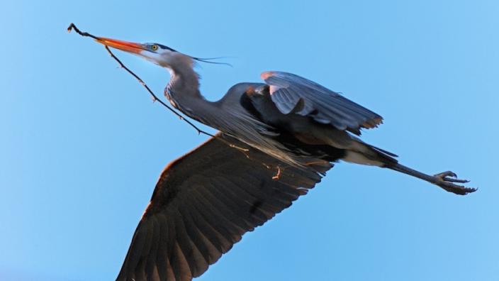 Heron Rookery Morro Bay Ca 93442