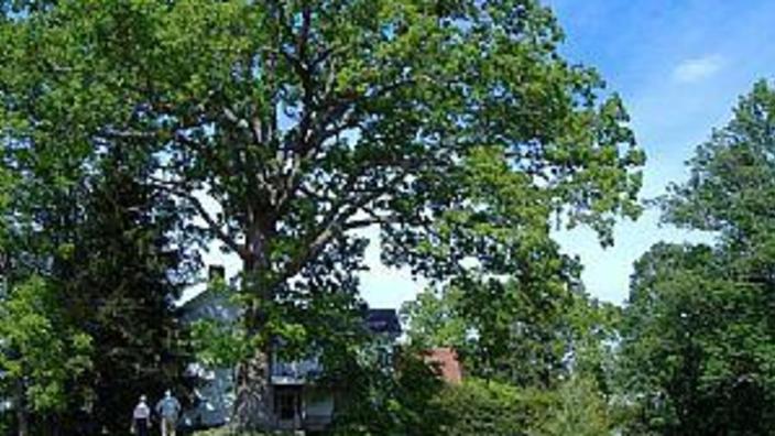 Sallie S Crying Tree