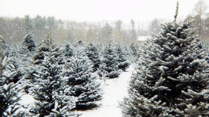 Homestead Pine Tree Farm