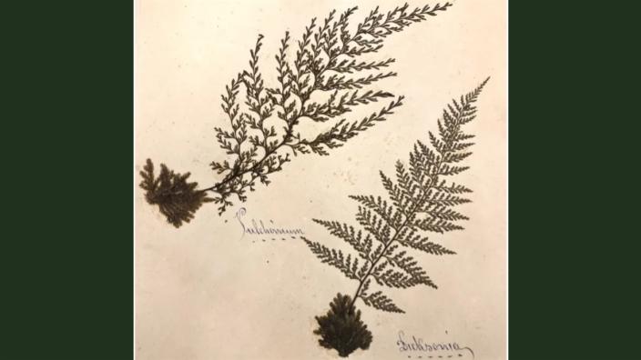 Green Heritage in the Archive - Birmingham Heritage Week at Birmingham Botanical Gardens