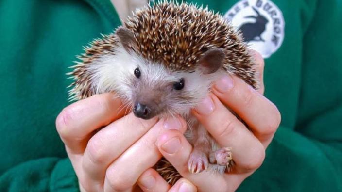 Woodland Petting Zoo at MAC at Midlands Arts Centre