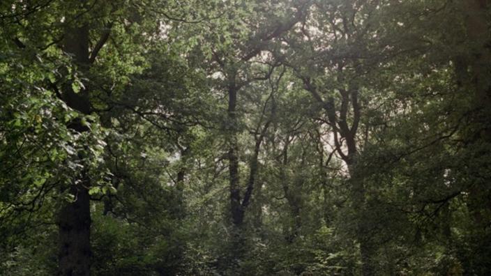 Clare Hewitt: Everything in the forest is the forest at Midlands Arts Centre