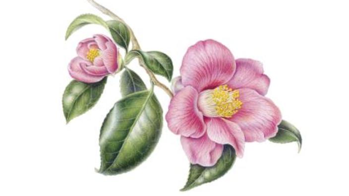 Botanical Painting Workshop Camellias Visit the New Forest