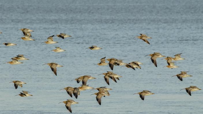 4x4 Photo Safari at WWT Slimbridge Wetland Centre at WWT Slimbridge Wetland Centre
