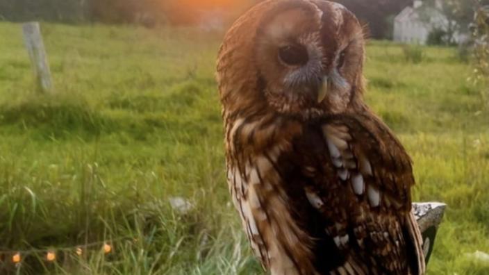Owl Evenings at The Bird of Prey Project at The Bird of Prey Project