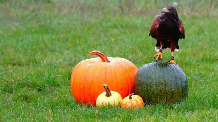 Halloween Haunted Hawks at The Bird of Prey Project at The Bird of Prey Project