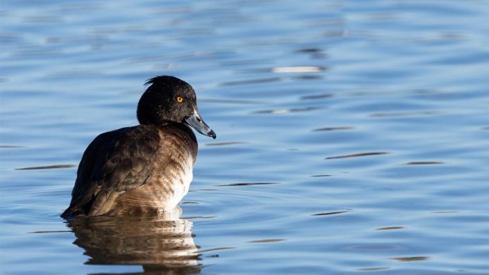 Birding for Beginners at WWT Slimbridge Wetland Centre at WWT Slimbridge Wetland Centre