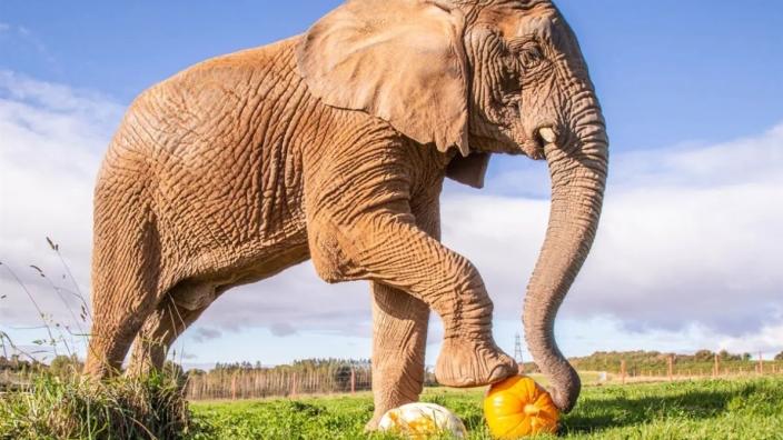 Pumpkinfest at Noah's Ark Zoo Farm at North Somerset & the Mendips