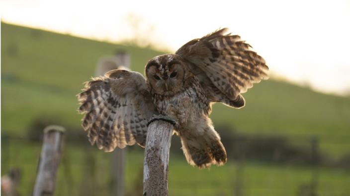 Photography Sessions at The Bird of Prey Project at The Bird of Prey Project