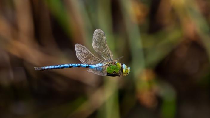 Dragonfly Festival at WWT Slimbridge Wetland Centre at WWT Slimbridge Wetland Centre