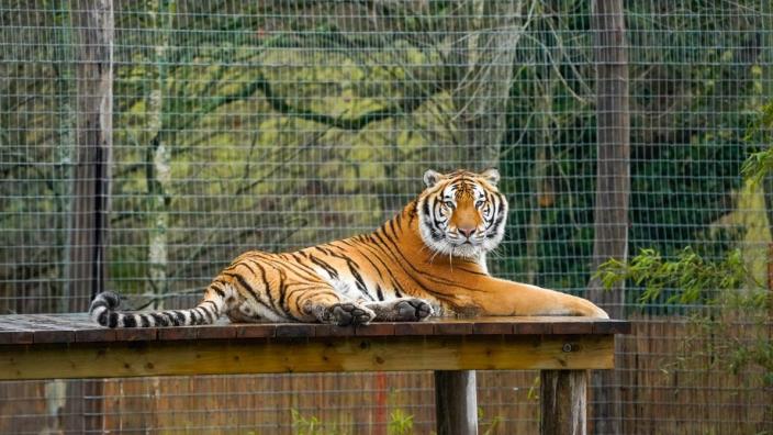 Home of the Giants – Where the Legends Roam at Noah's Ark Zoo Farm at Noah's Ark Zoo Farm