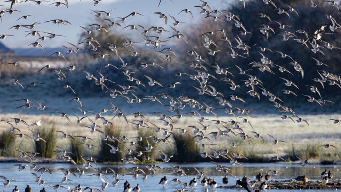 Guided Birdwatch Walk at WWT Slimbridge Wetland Centre at Warblers' Meadow, WWT Slimbridge Wetland Centre