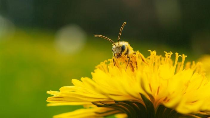 Pollinator Walk at WWT Slimbridge Wetland Centre at Gloucestershire