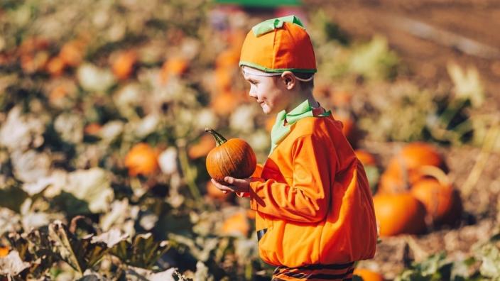 Pumpkin Patch at Avon Valley Adventure Park at Pixash Lane