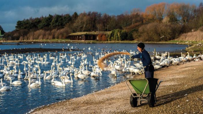 Daily Wild Bird Feed at Martin Mere Wetland Centre