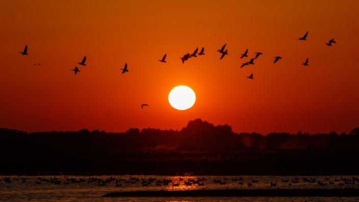 Late Night Openings at Martin Mere Wetland Centre