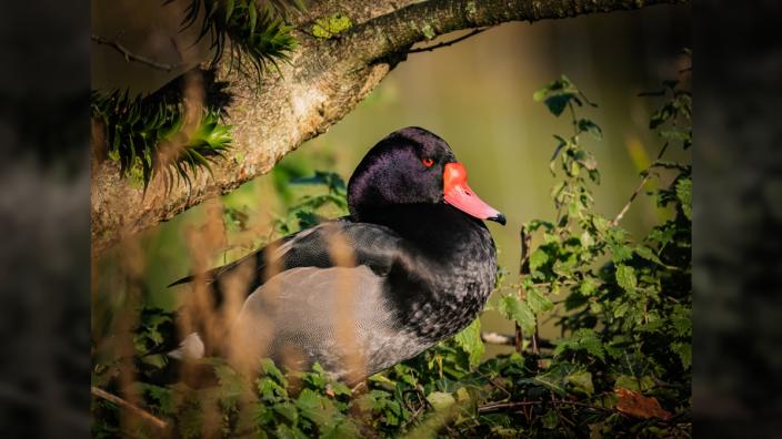 Beginner Wildlife Photography Workshop at Martin Mere Wetland Centre