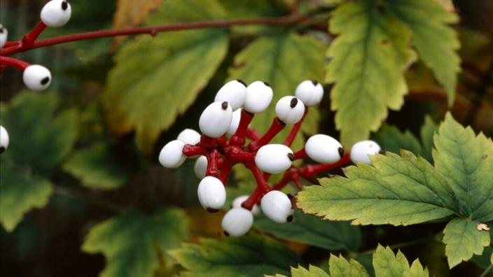 October Half term – Spooky Plants | RHS Garden Wisley