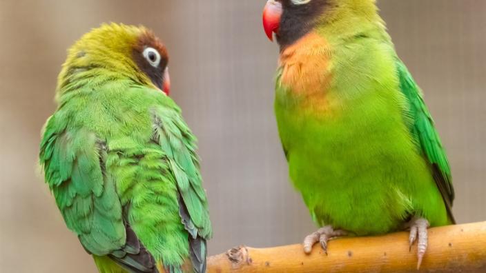 Awesome Autumn! at Birdworld
