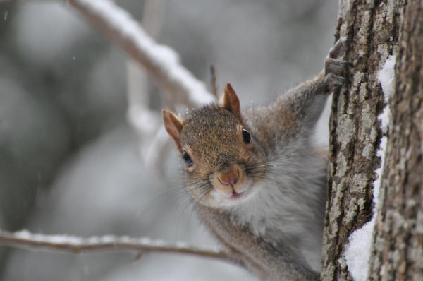 Winter Squirrel in DuPont State Forest near Asheville, NC
