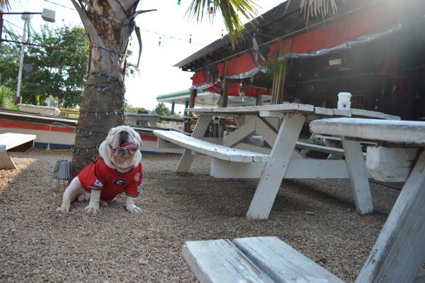 Munson the bulldog sitting in the outdoor dining area at Cali n' Titos in Athens, GA