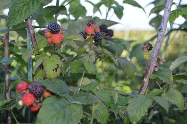 Black raspberries at Huber's