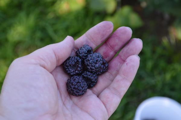 Picking berries