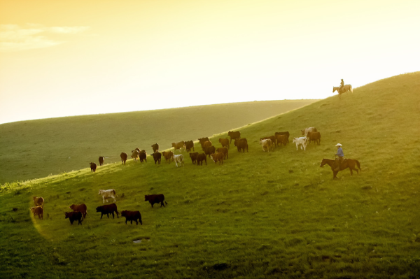 Flying W Ranch - Flint Hills Kansas - Chase County, KS