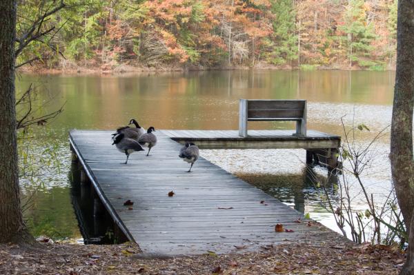 Branta-canadensis-Canadian-Goose-dock-fall-leaves-Green-Mountain-Madison-County-Nature-Trail-pond