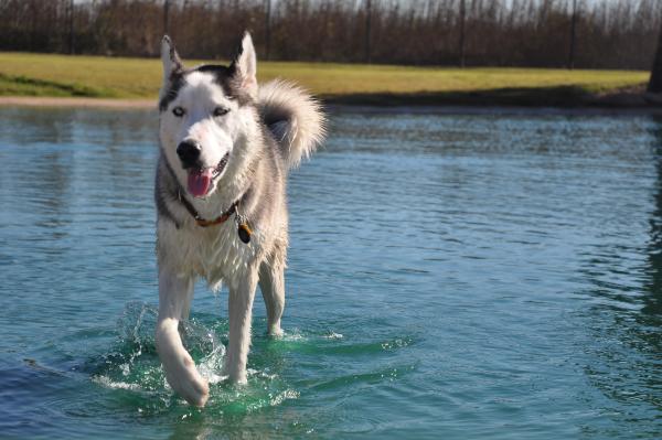 Pawm Springs Dog Park │ Pet Friendly