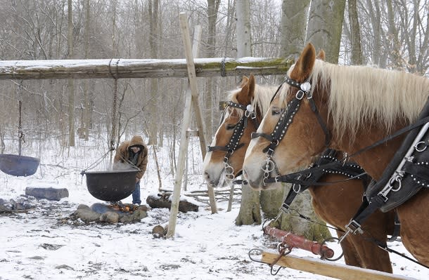 Fresh maple syrup tour with horses