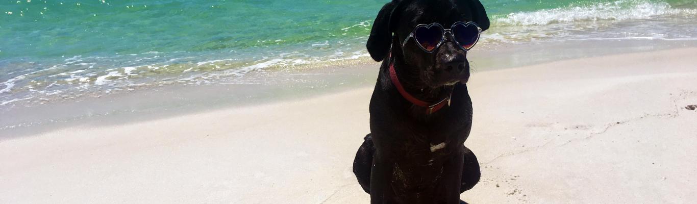 Dog Friendly Panama City Beach Beaches Parks Restaurants
