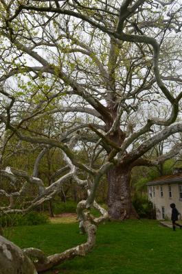 The Pawling Sycamore may be a witness to the American Revolution