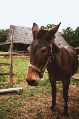 Latta Plantation Animals