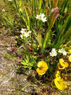 Venus flytrap in bloom at Stanley Rehder Garden