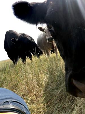 Curious Cows