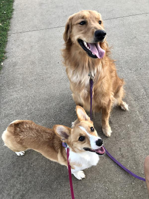 Kiki and Lily at Frisco Commons Park