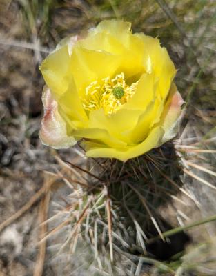 A yellow blossom with pink fringes sits on top of a prickly pear cactus in the dry Wyoming grass.