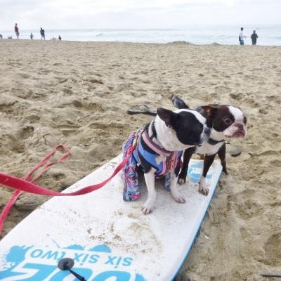 Photo by @coachthebostonterrier