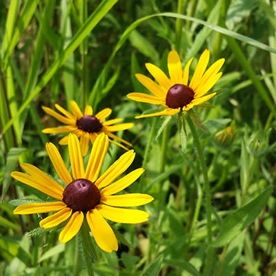 Brown Eye Susans