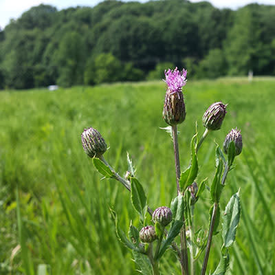 Thistle