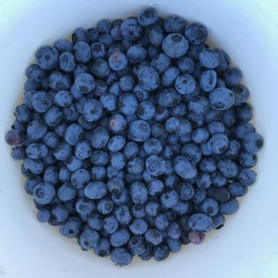 White bowl full of fresh-picked blueberries