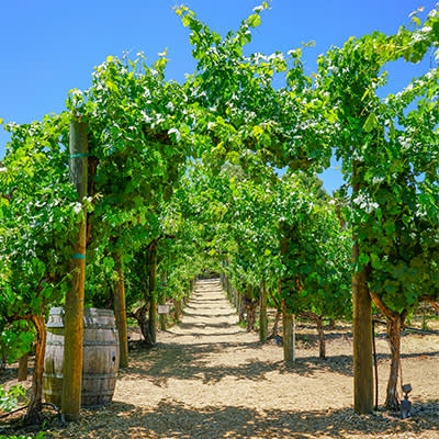 MeetAmongTheVines