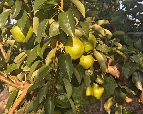 Pears on Tree