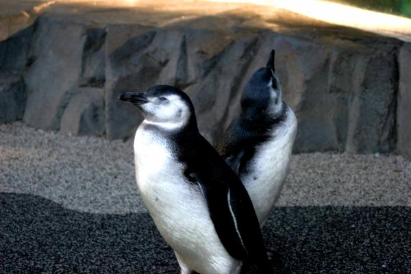 A pair of young penguins entertain visitors at the Aquarium of the Pacific. Photo courtesy of Hugh Ryono
