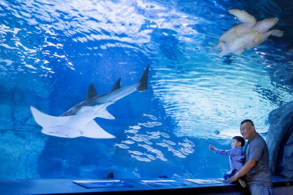 Newport Aquarium Shark Tunnel