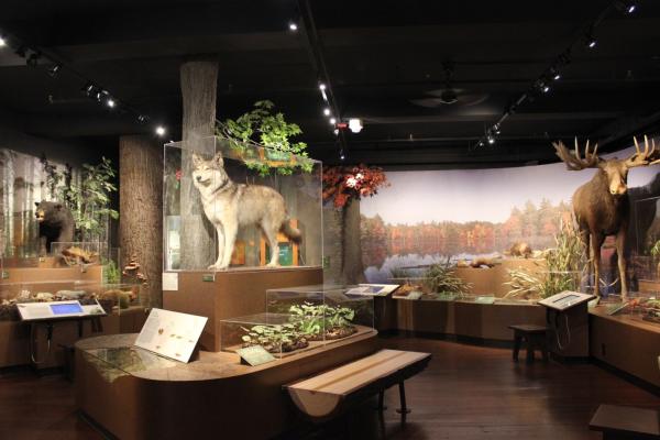 Harvard Museum of Natural History wolf