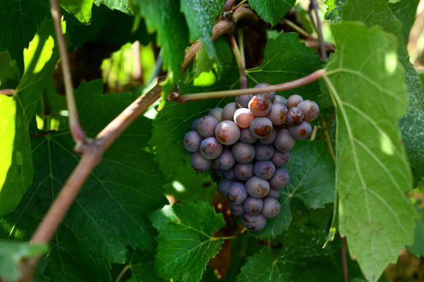 Grapes at Pfeiffer Vineyard