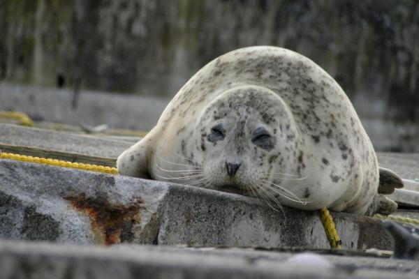 Harbor Seal at Tyee Marina (Photo: Alex Balansay)